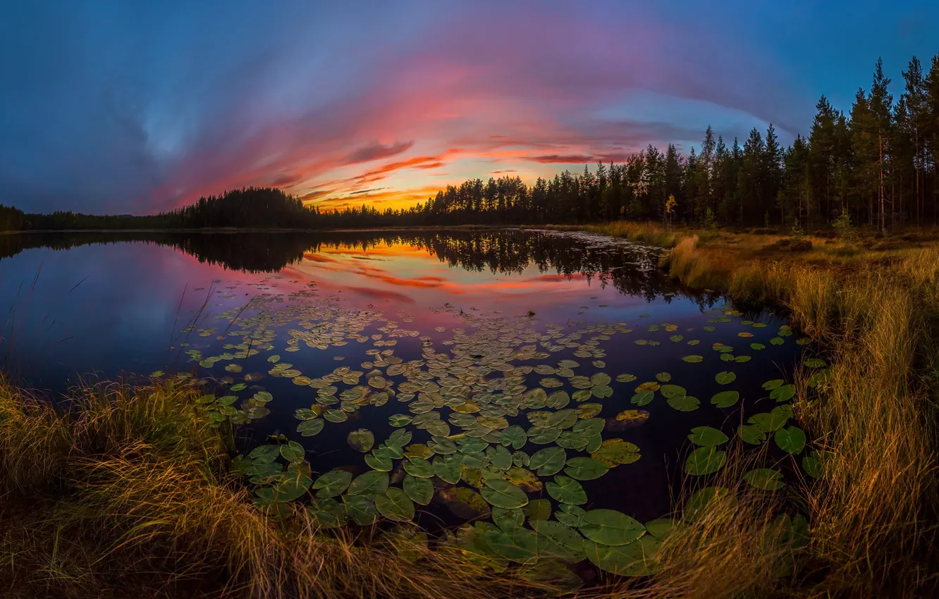 Photo wallpaper forest, sunset, lake, water lilies, Leningrad oblast