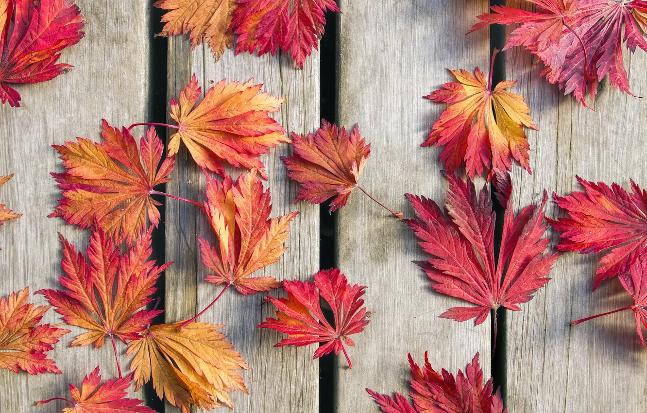 Photo wallpaper autumn, leaves, background, wood