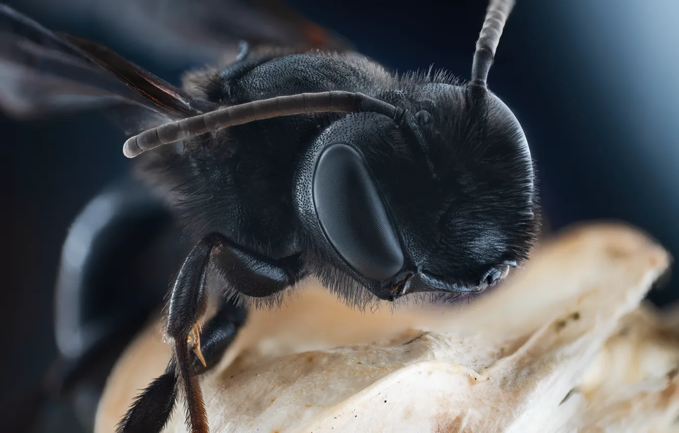 Photo wallpaper macro, nature, ants