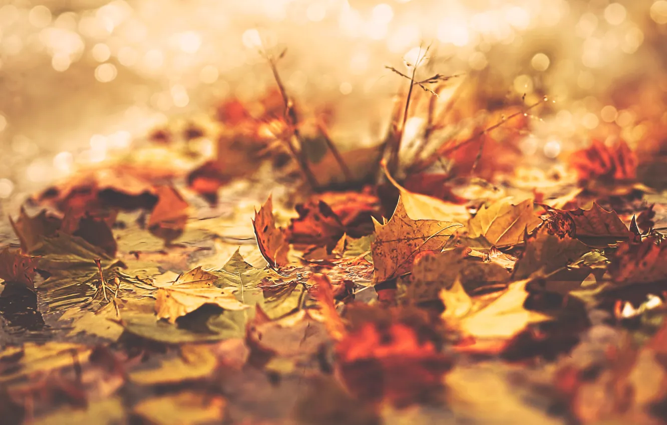 Photo wallpaper autumn, leaves, water, light, branches, nature, background, stems