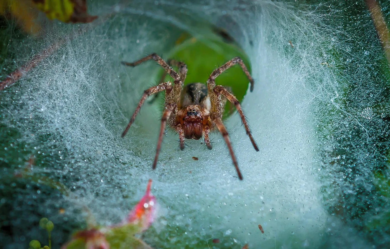 Photo wallpaper Rosa, web, spider
