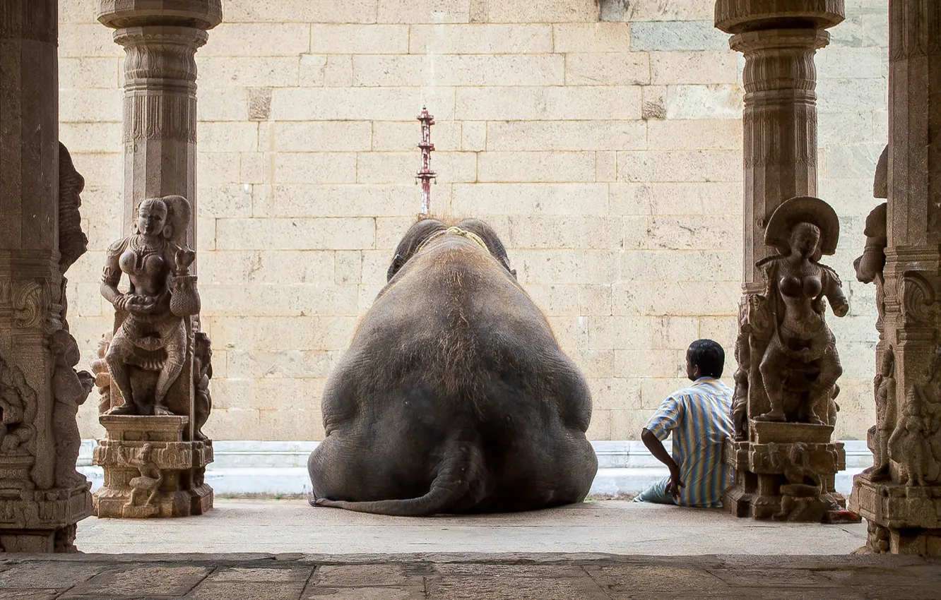 Photo wallpaper stay, people, elephant, India