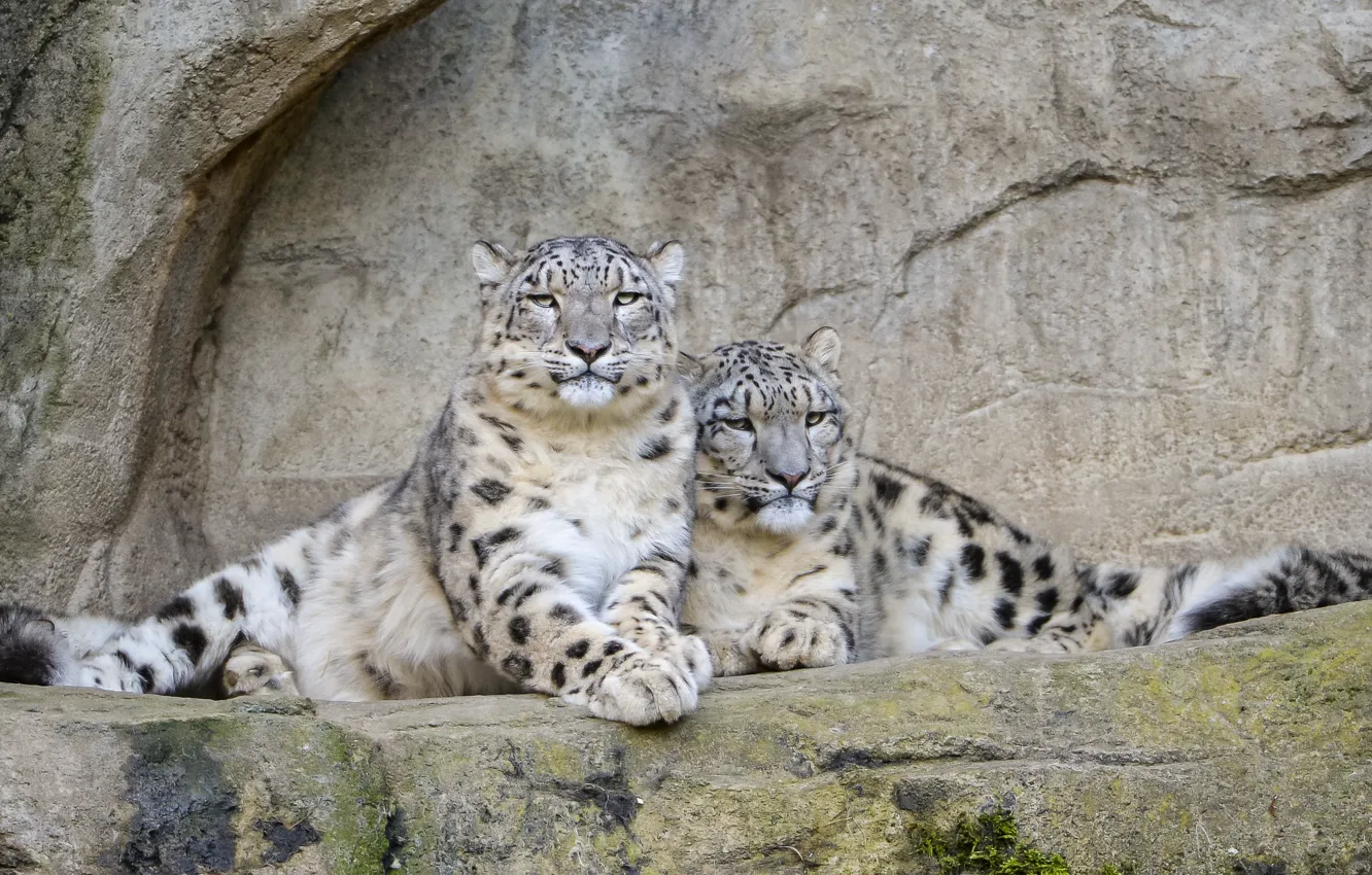 Photo wallpaper cat, stones, pair, IRBIS, snow leopard, ©Tambako The Jaguar