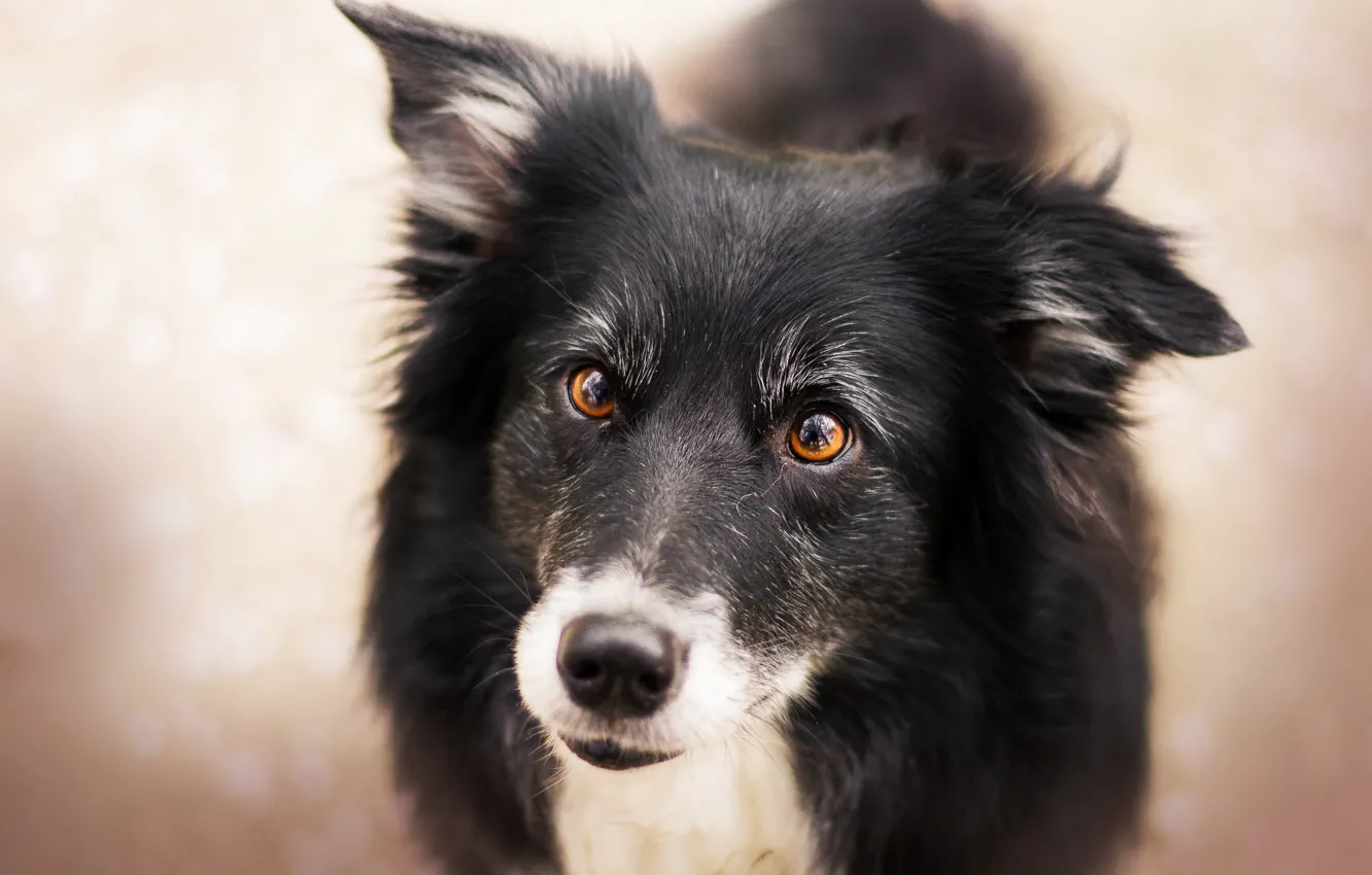 Photo wallpaper look, background, each, dog