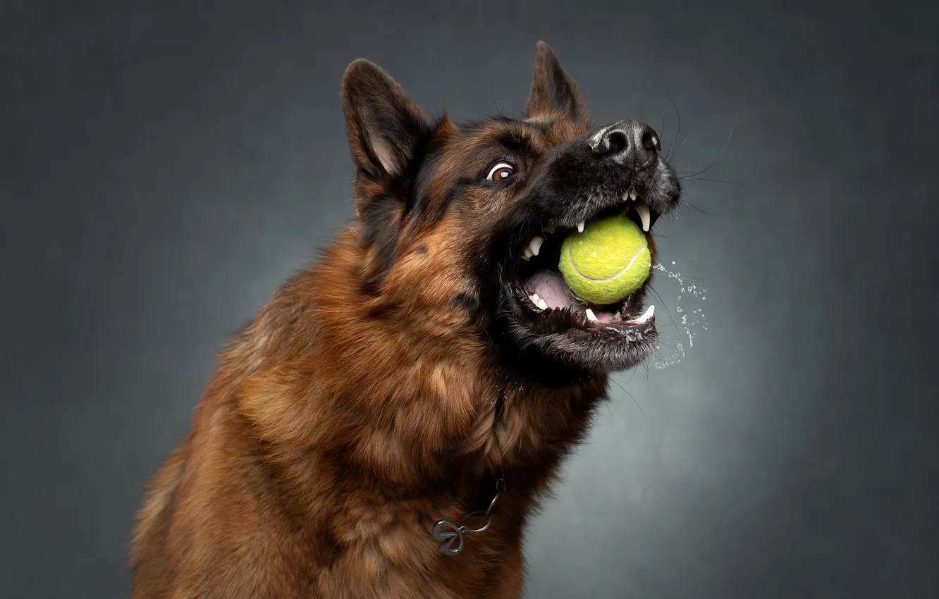 Photo wallpaper shepherd, tennis ball, Svetlana Pisareva