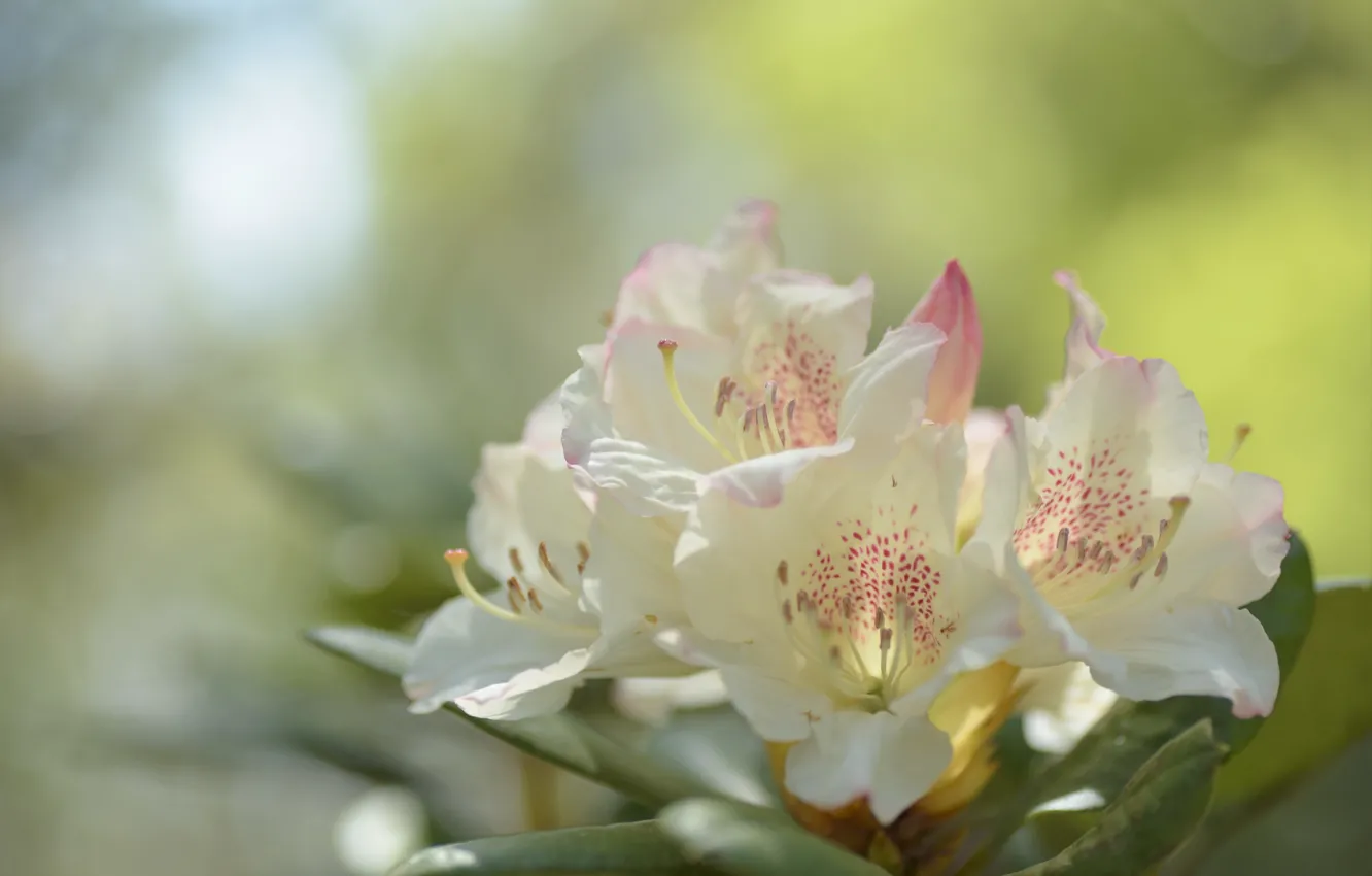 Photo wallpaper leaves, light, flowers, background, white, flowering, bokeh, Azalea