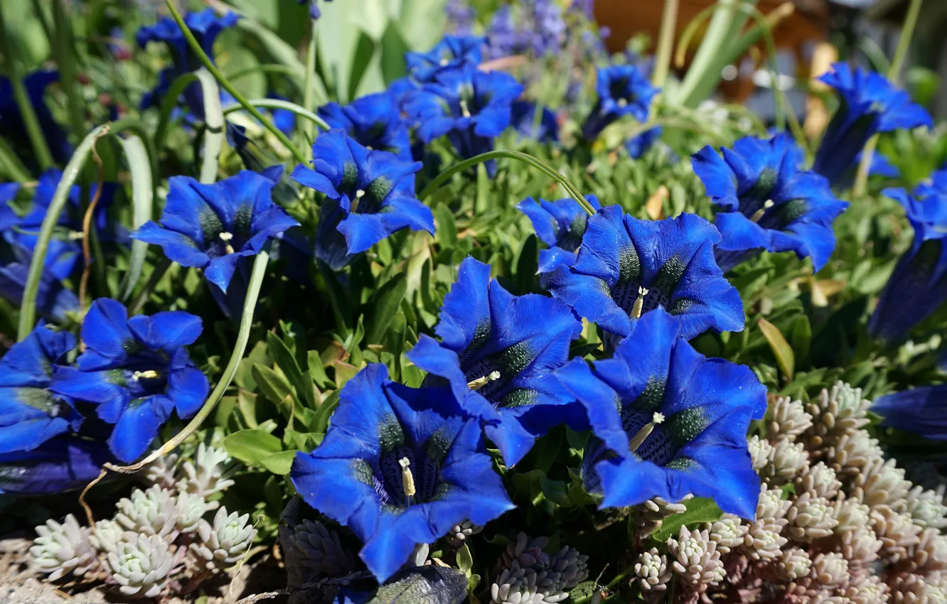 Photo wallpaper flowers, bright, garden, flowerbed, large, blue, gentian