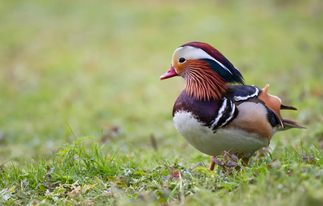 Photo wallpaper nature, background, bird, bright, duck, duck, tangerine