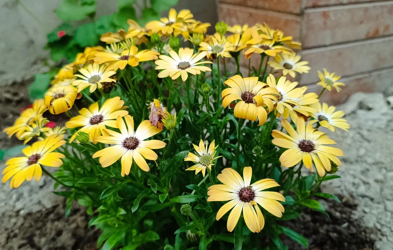 Photo wallpaper flowers, flowers, Yellow flowers, Yellow flowers