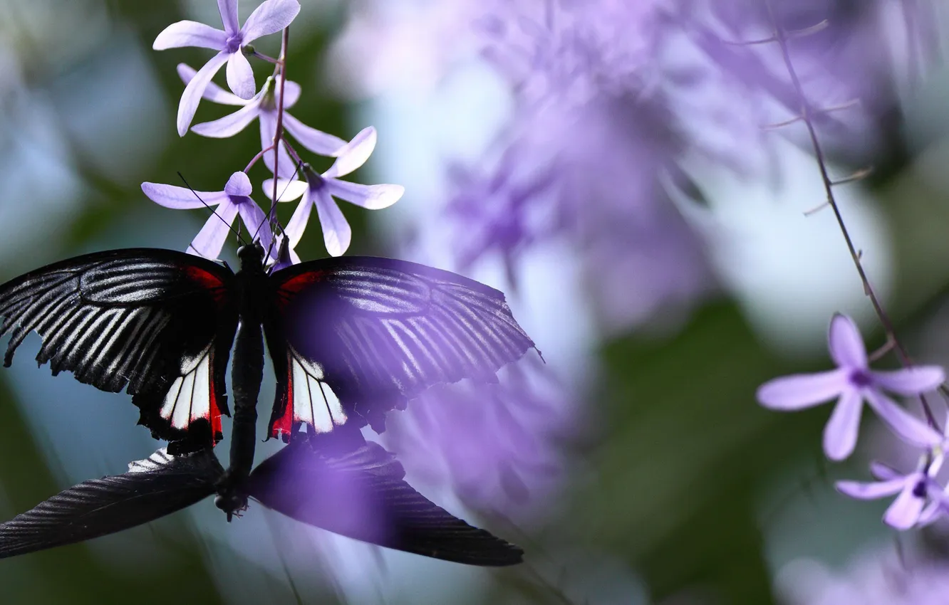 Photo wallpaper purple, butterfly, flowers