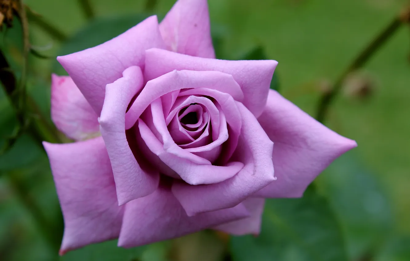 Photo wallpaper flower, macro, pink, rose, lilac
