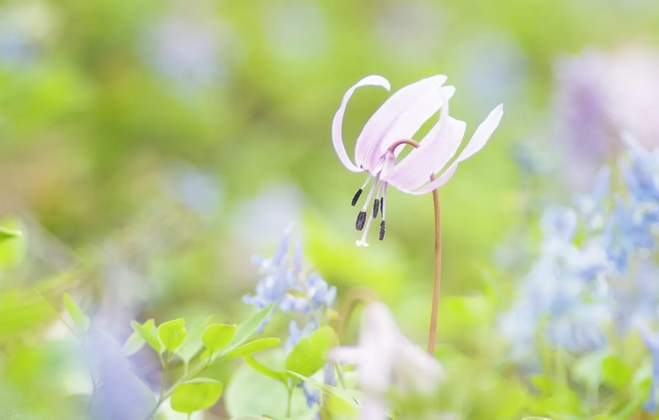 Photo wallpaper greens, grass, macro, flowers, tenderness, spring, pink