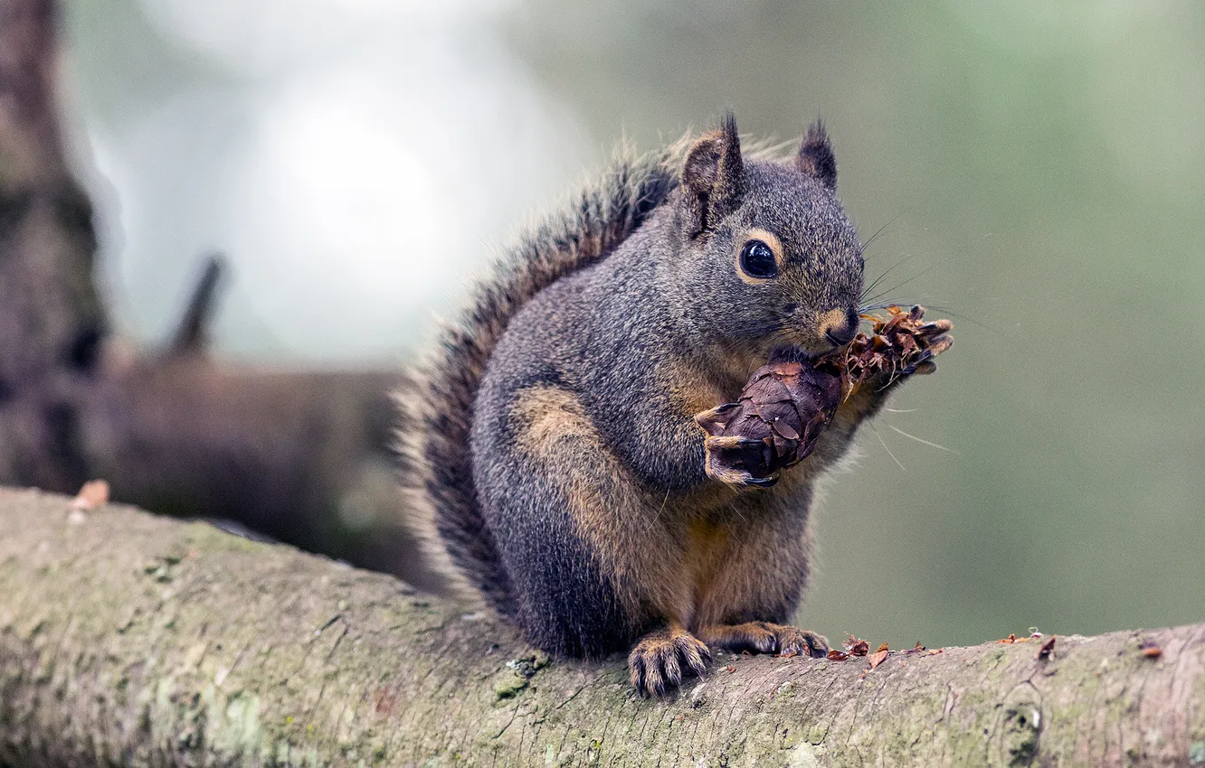 Photo wallpaper trees, grey, protein, trunk, bumps