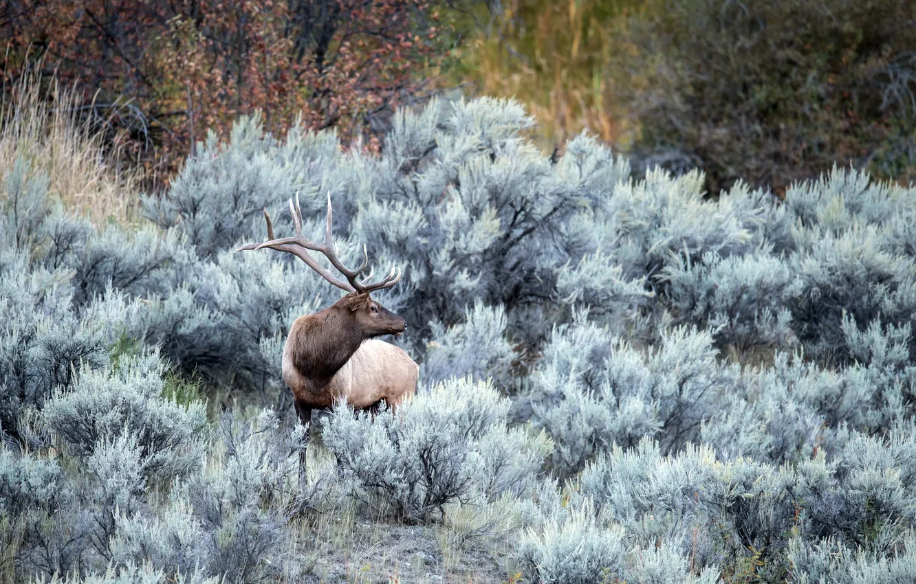Photo wallpaper autumn, nature, deer