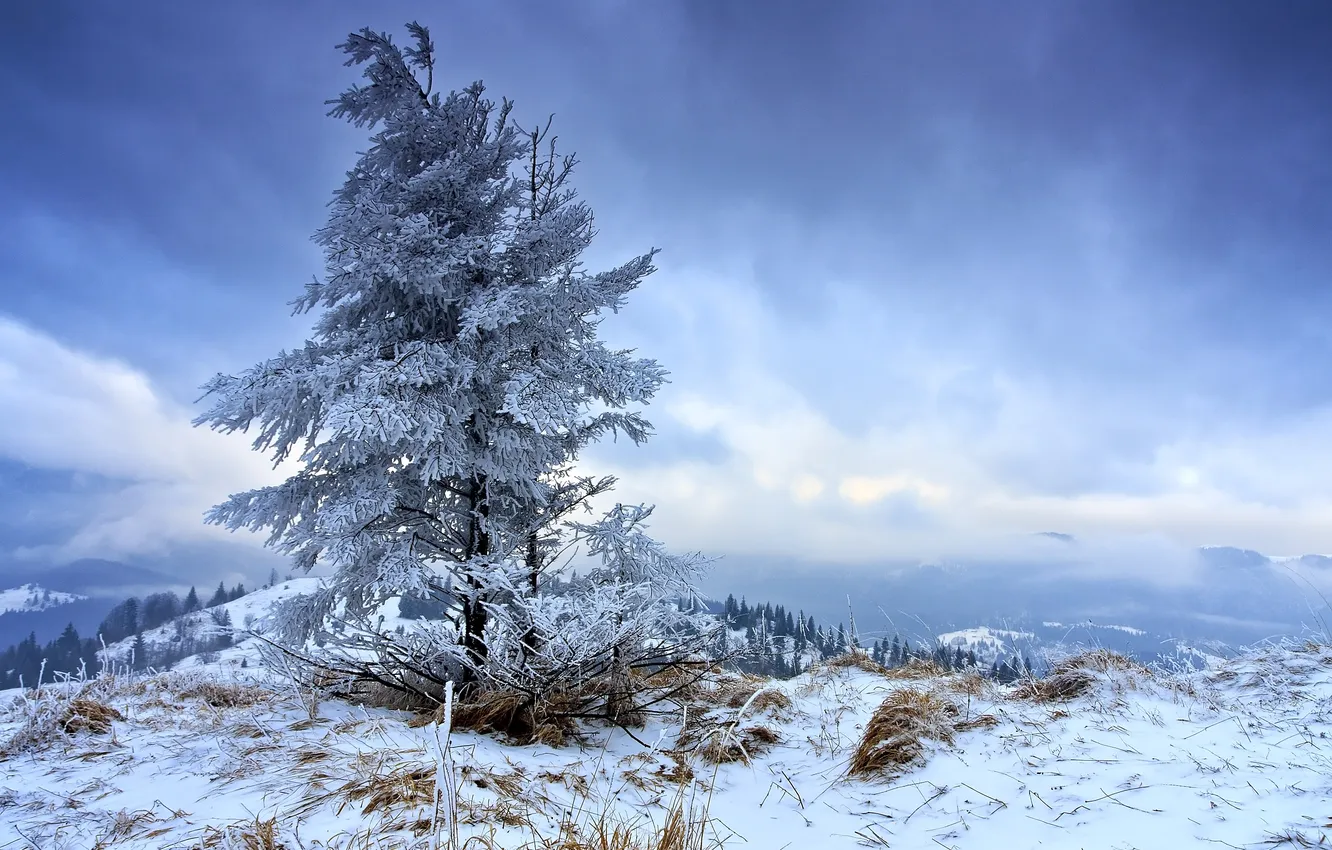 Photo wallpaper winter, the sky, mountains, nature, tree, alone, in the cold
