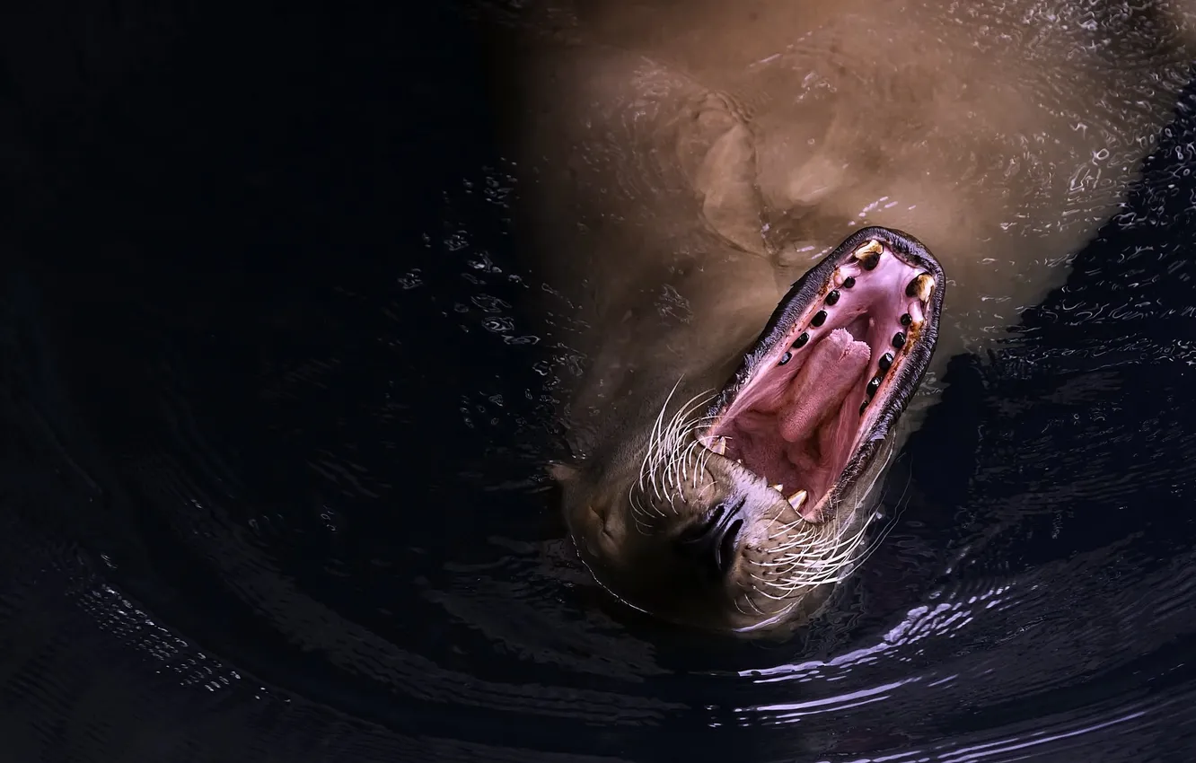 Photo wallpaper nature, background, Sea Lion