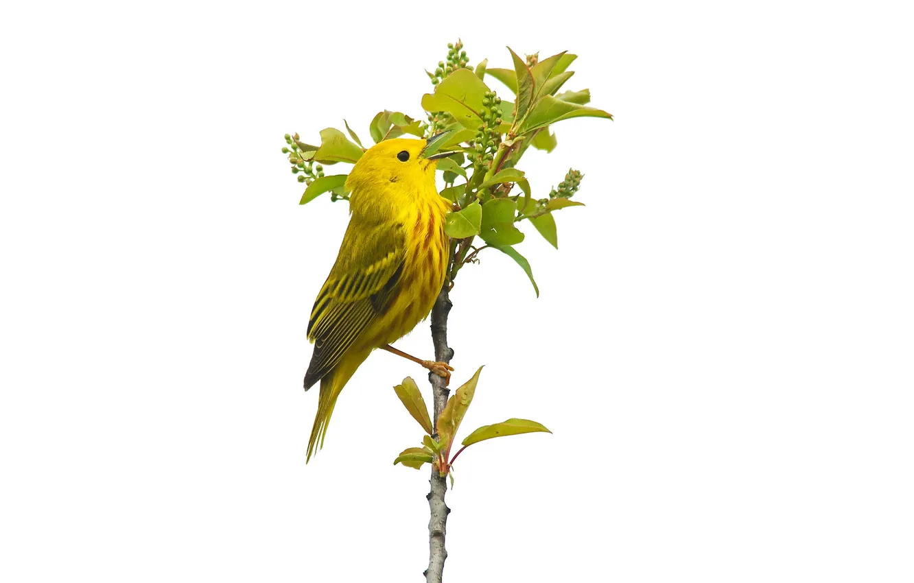 Photo wallpaper leaves, bird, plant, yellow Warbler