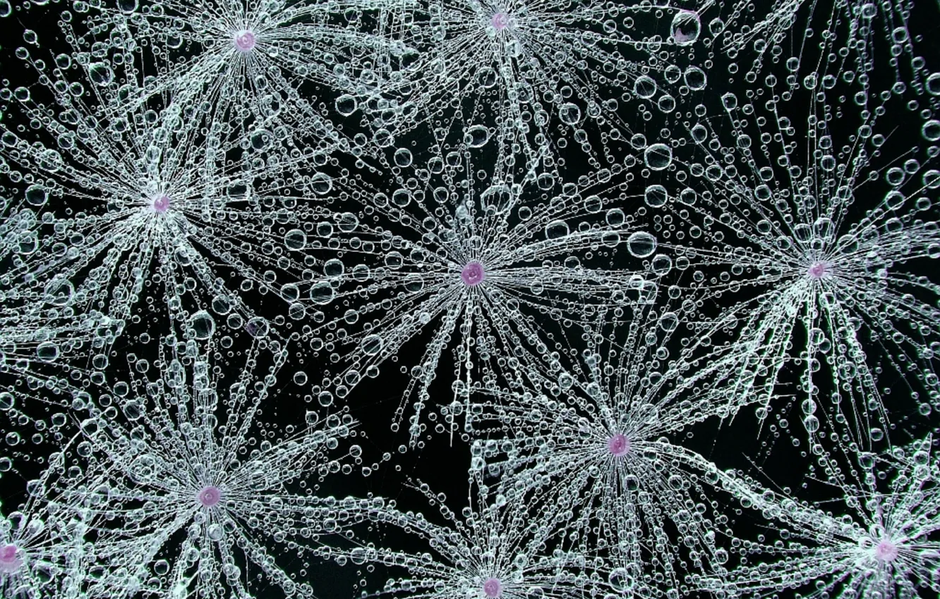 Photo wallpaper Rosa, black background, white dandelions