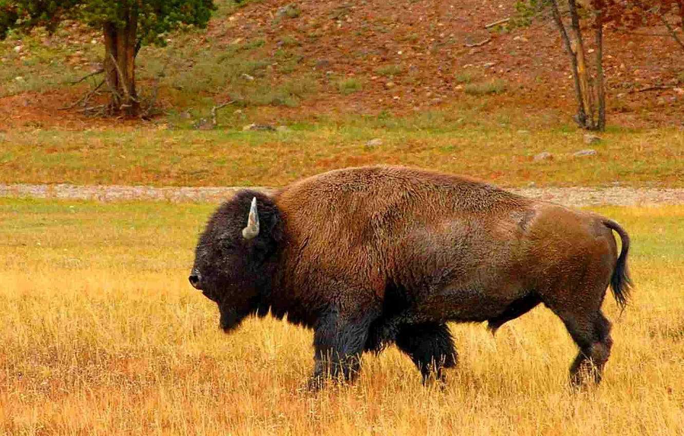 Photo wallpaper USA, animal, Bison, Native American