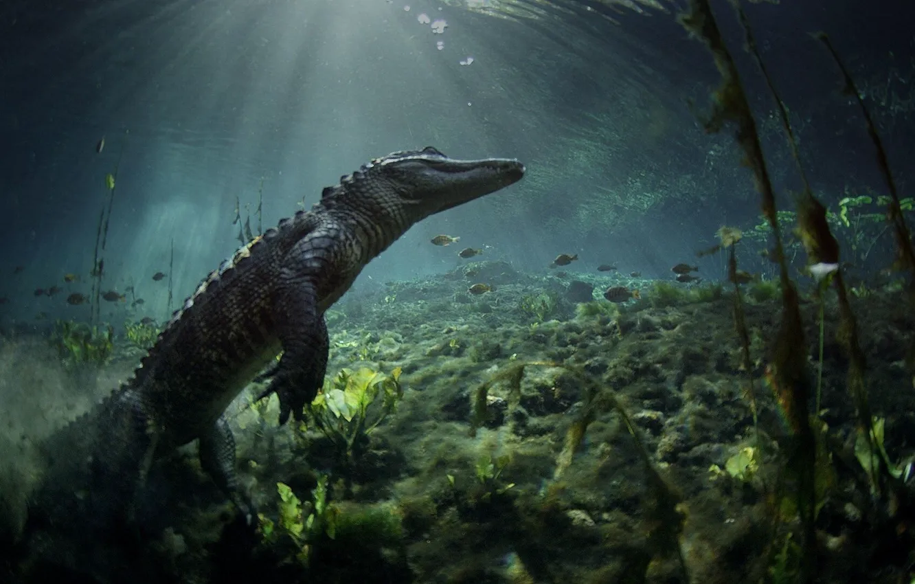 Photo wallpaper crocodile, Everglades, National_Park_Florida