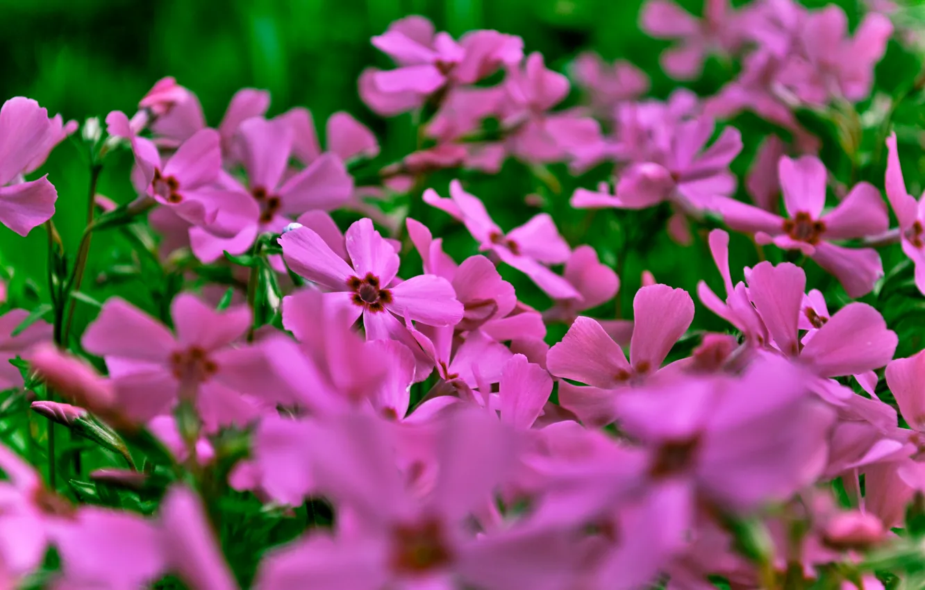 Photo wallpaper flowers, nature, bright, pink, field, snogo