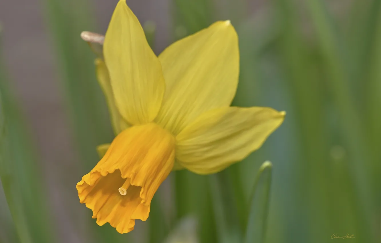 Photo wallpaper background, spring, Narcissus