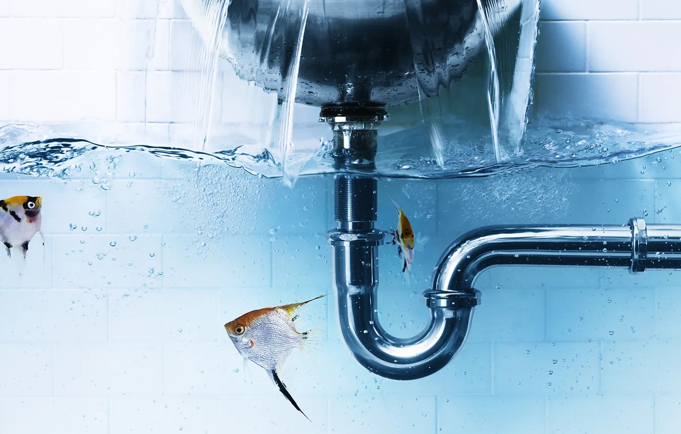 Photo wallpaper water, fish, creative, sink