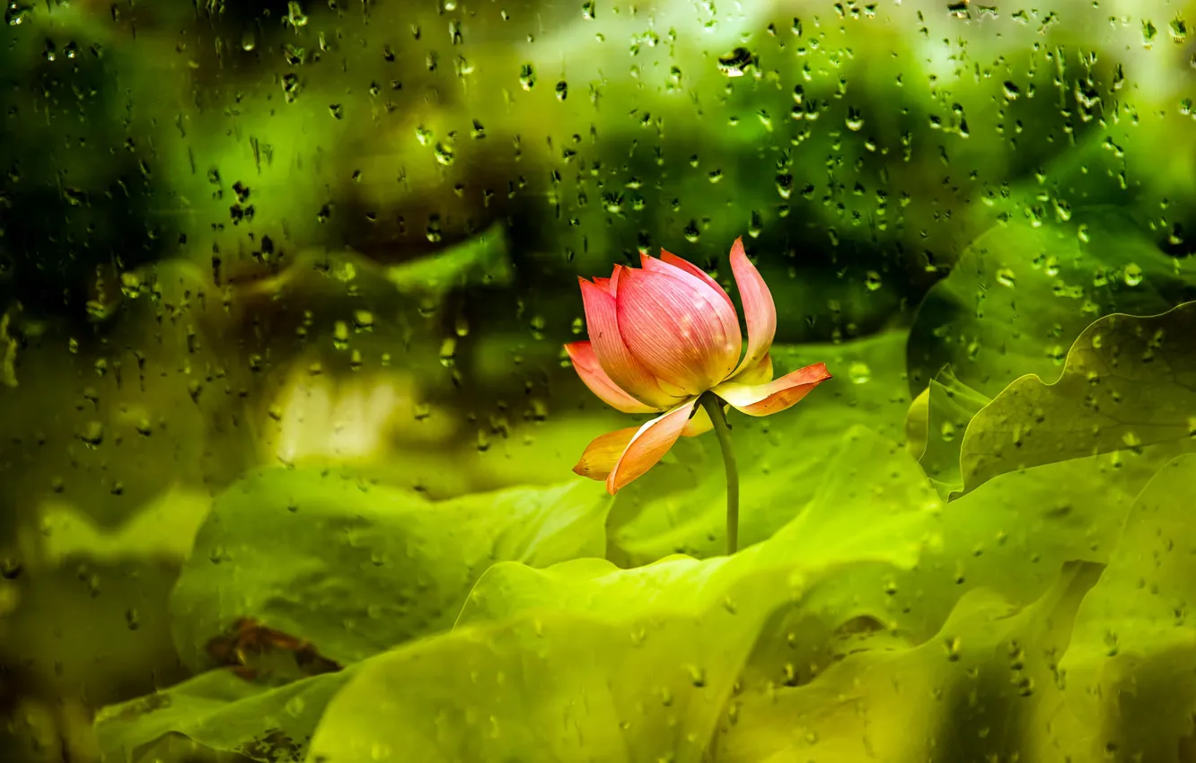 Photo wallpaper glass, drops, Lotus, pink