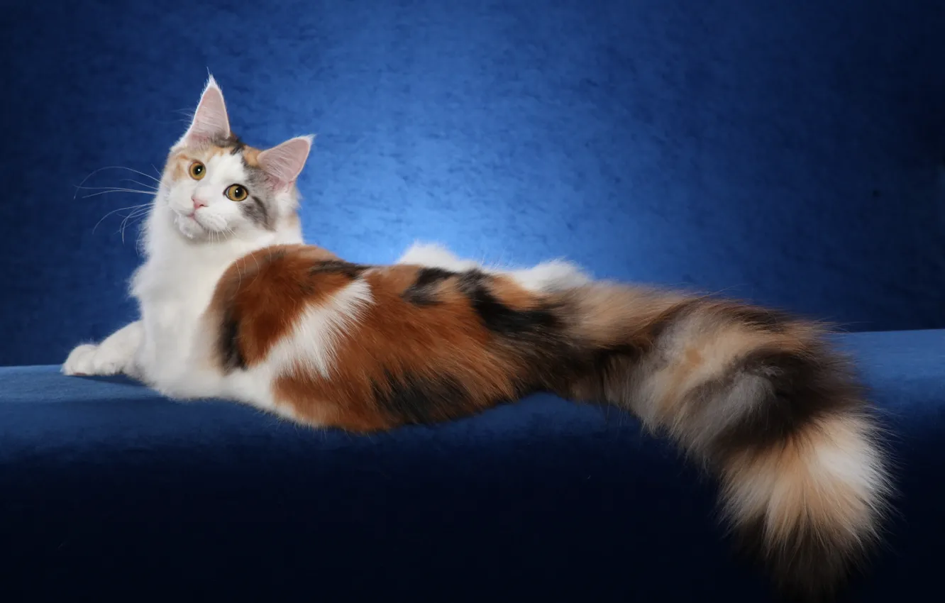 Photo wallpaper cat, cat, background, widescreen, Wallpaper, wallpaper, widescreen, cat