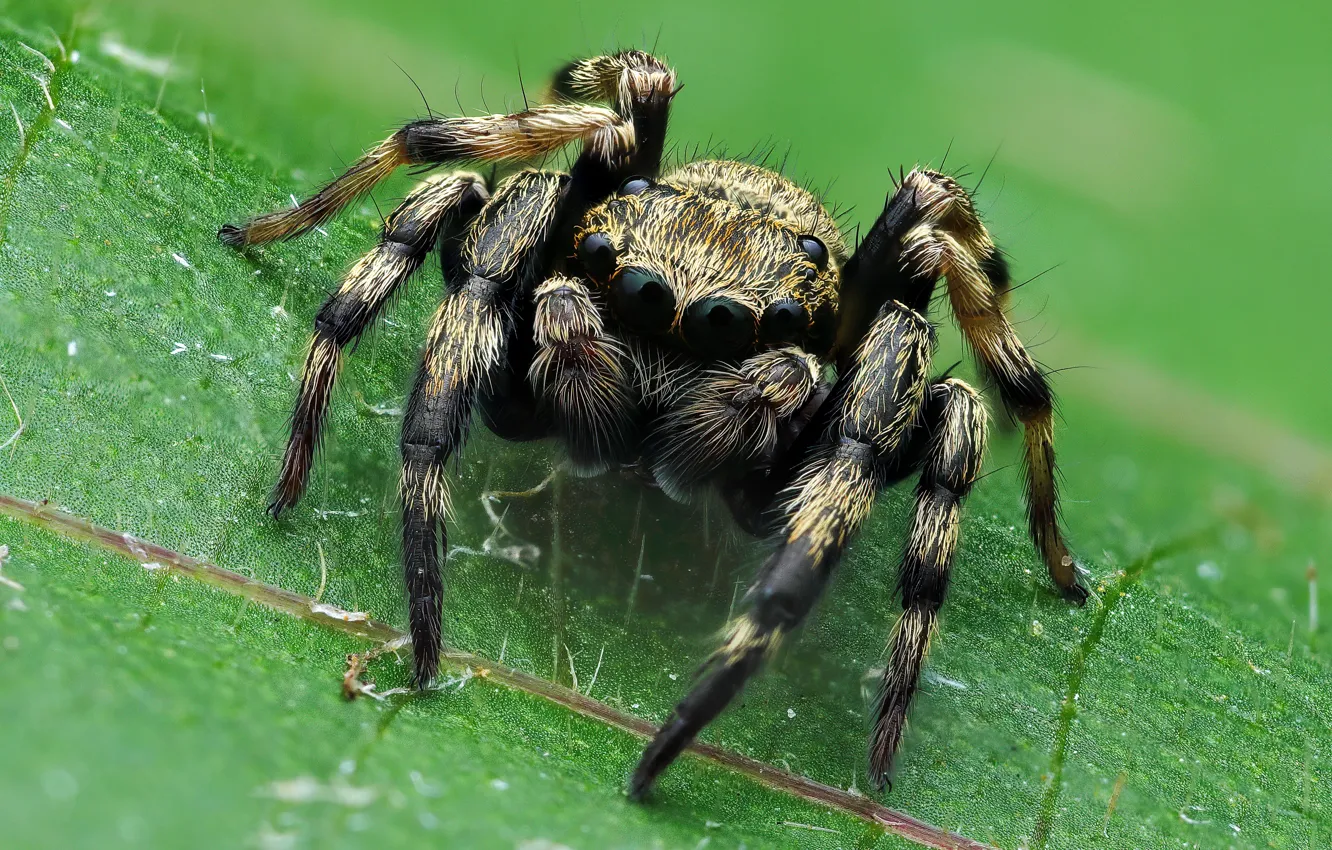 Photo wallpaper look, macro, pose, leaf, spider, green background, bokeh, jumper