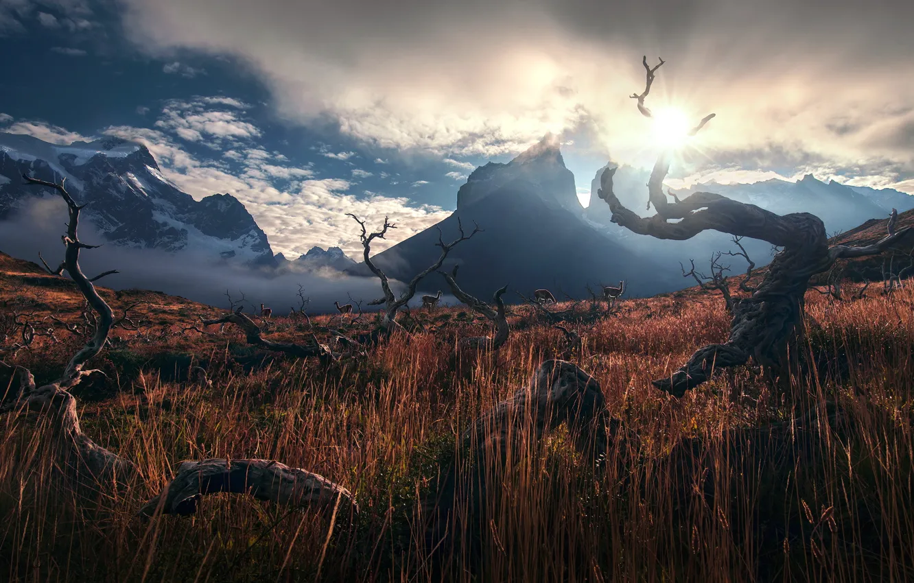 Photo wallpaper the sky, grass, the sun, mountains, Andes, Lama, driftwood, Patagonia