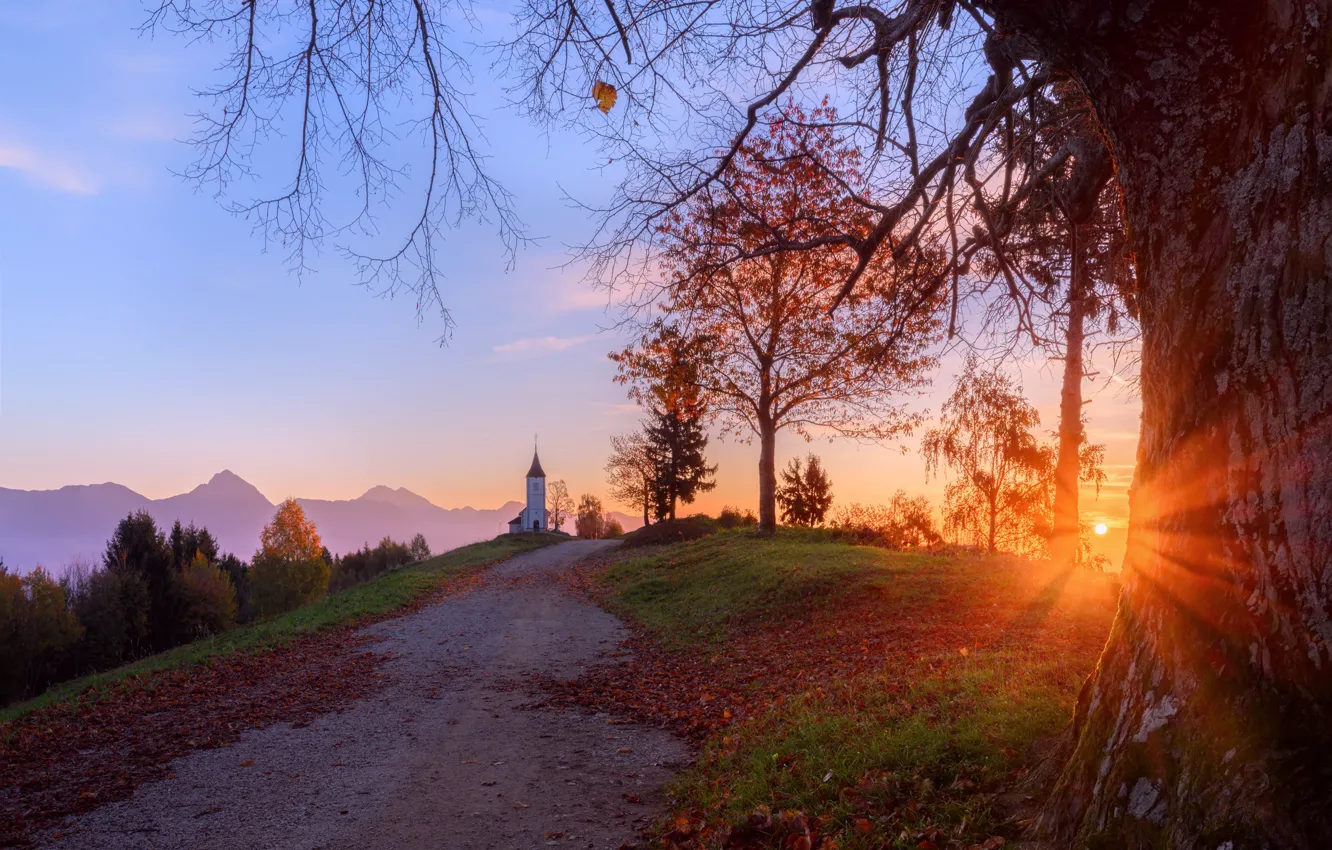 Photo wallpaper autumn, the sun, rays, trees, landscape, sunset, nature, track