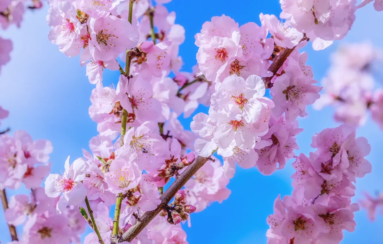 Photo wallpaper the sky, blue, spring, Sakura, flowering, blossom, macro, sakura