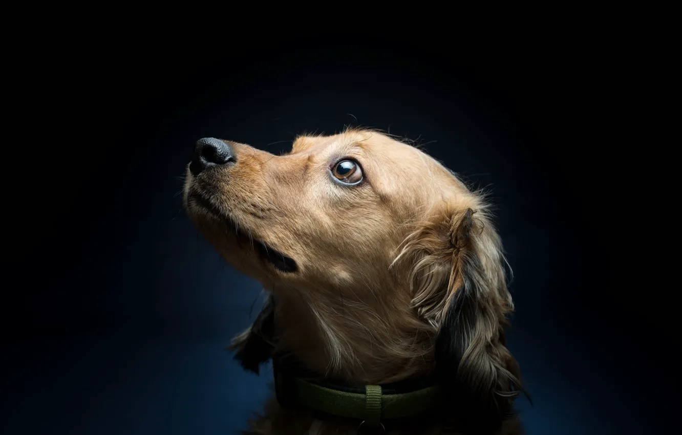 Photo wallpaper look, each, dog