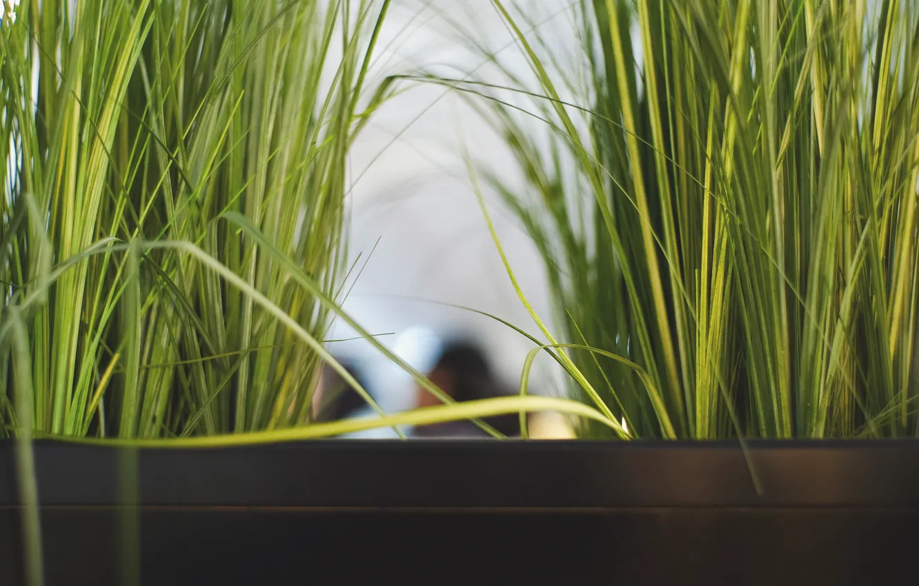 Photo wallpaper grass, leaves, green, plant