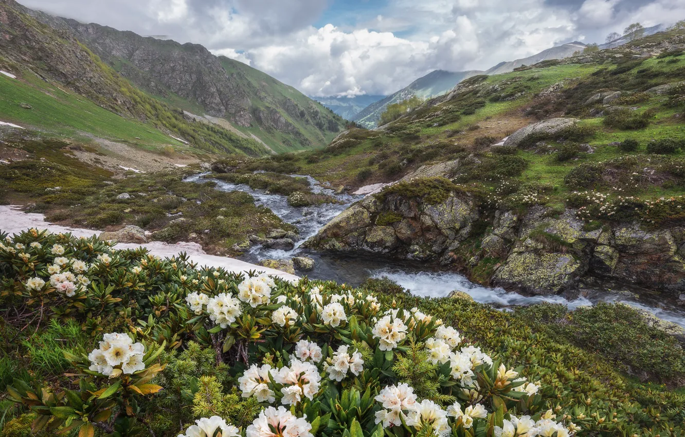 Photo wallpaper flowers, mountains, the bushes, rhododendrons