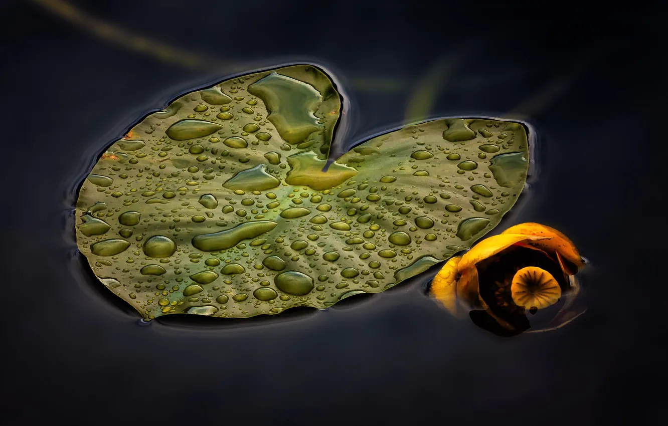 Photo wallpaper leaves, drops, macro, Lily, water lily