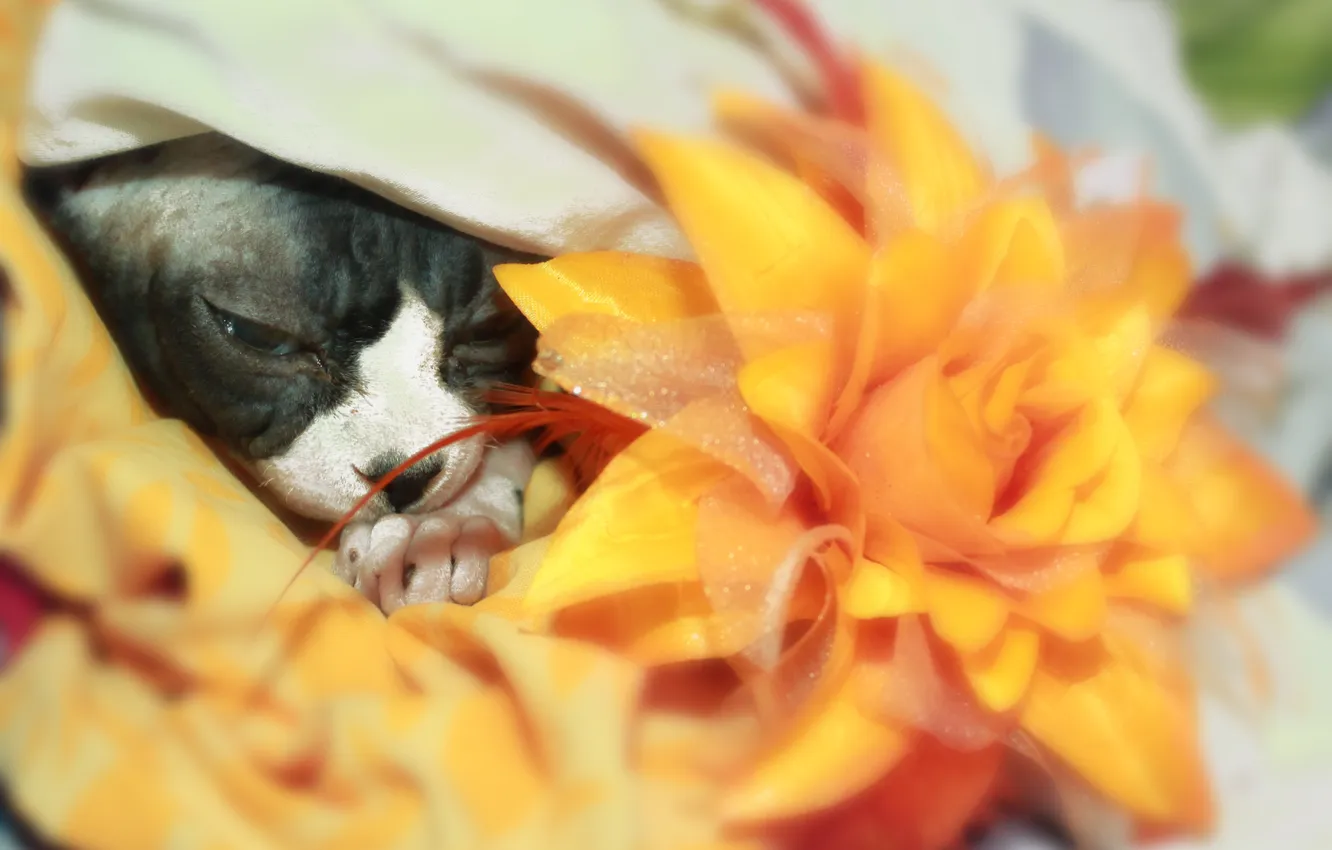 Photo wallpaper flower, legs, Cat, Sphynx