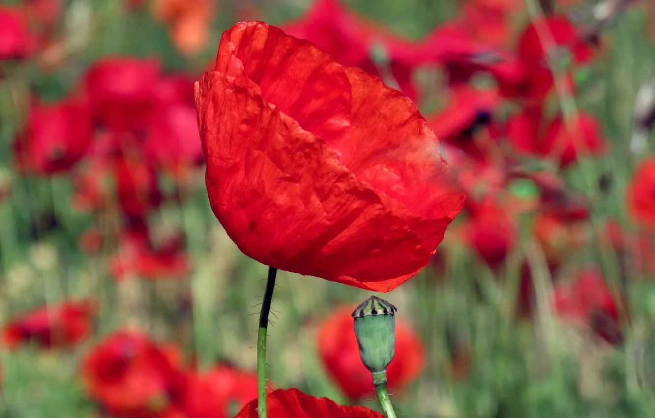 Photo wallpaper flowers, red, Mac, petals, a lot