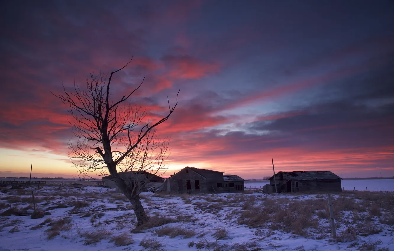 Photo wallpaper trees, landscape, night, home