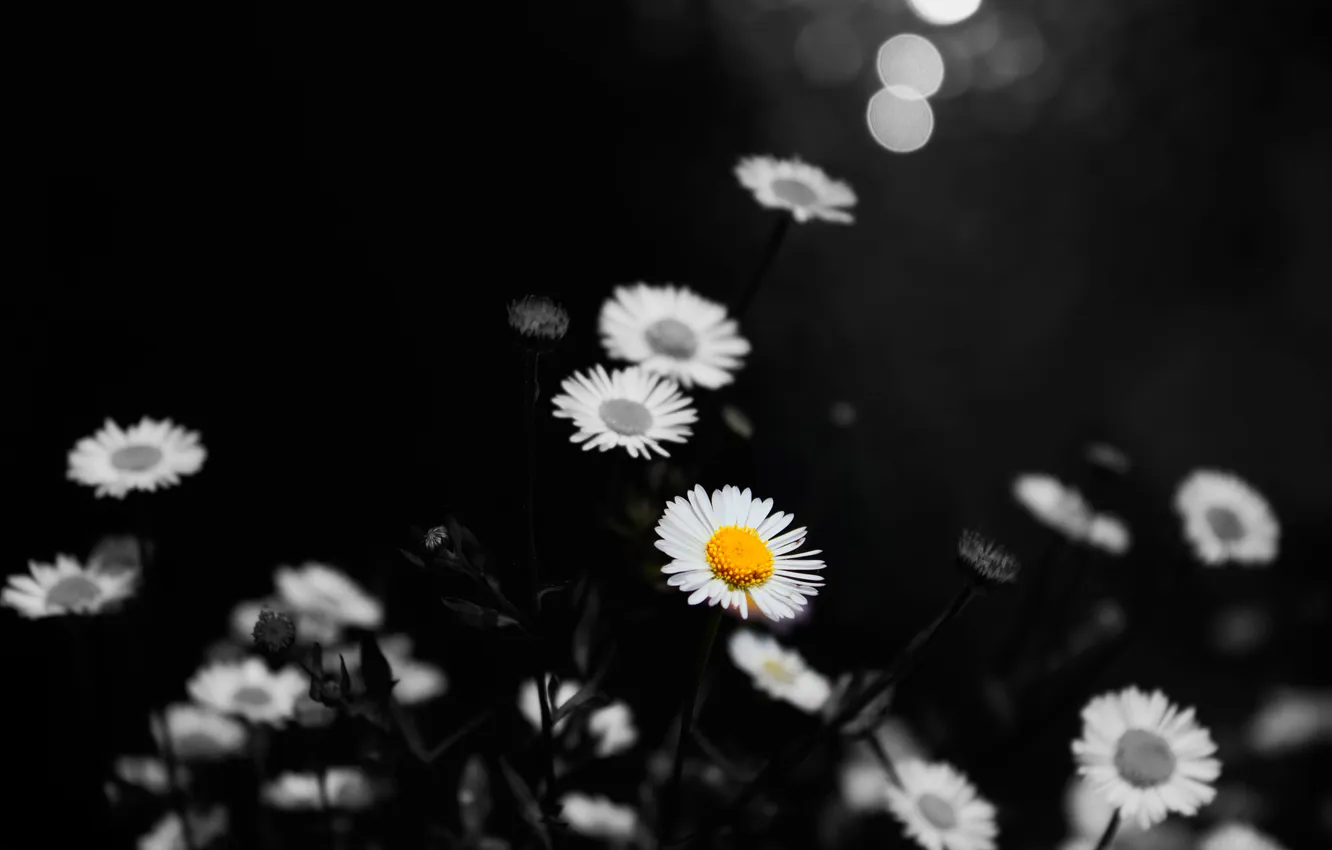 Photo wallpaper color, chamomile, One in a Million