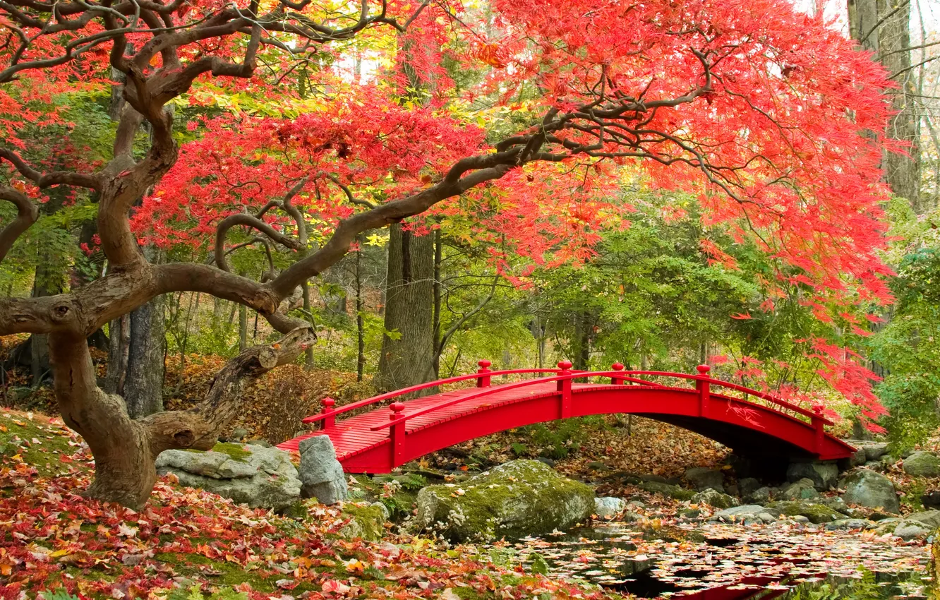 Photo wallpaper autumn, leaves, trees, bridge, nature, photo, garden