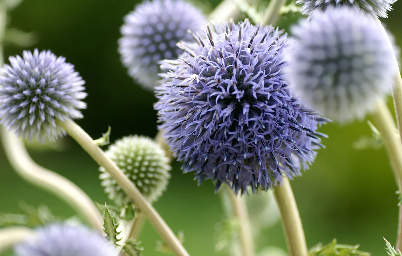Photo wallpaper balls, a lot, lilac, inflorescence, Echinops