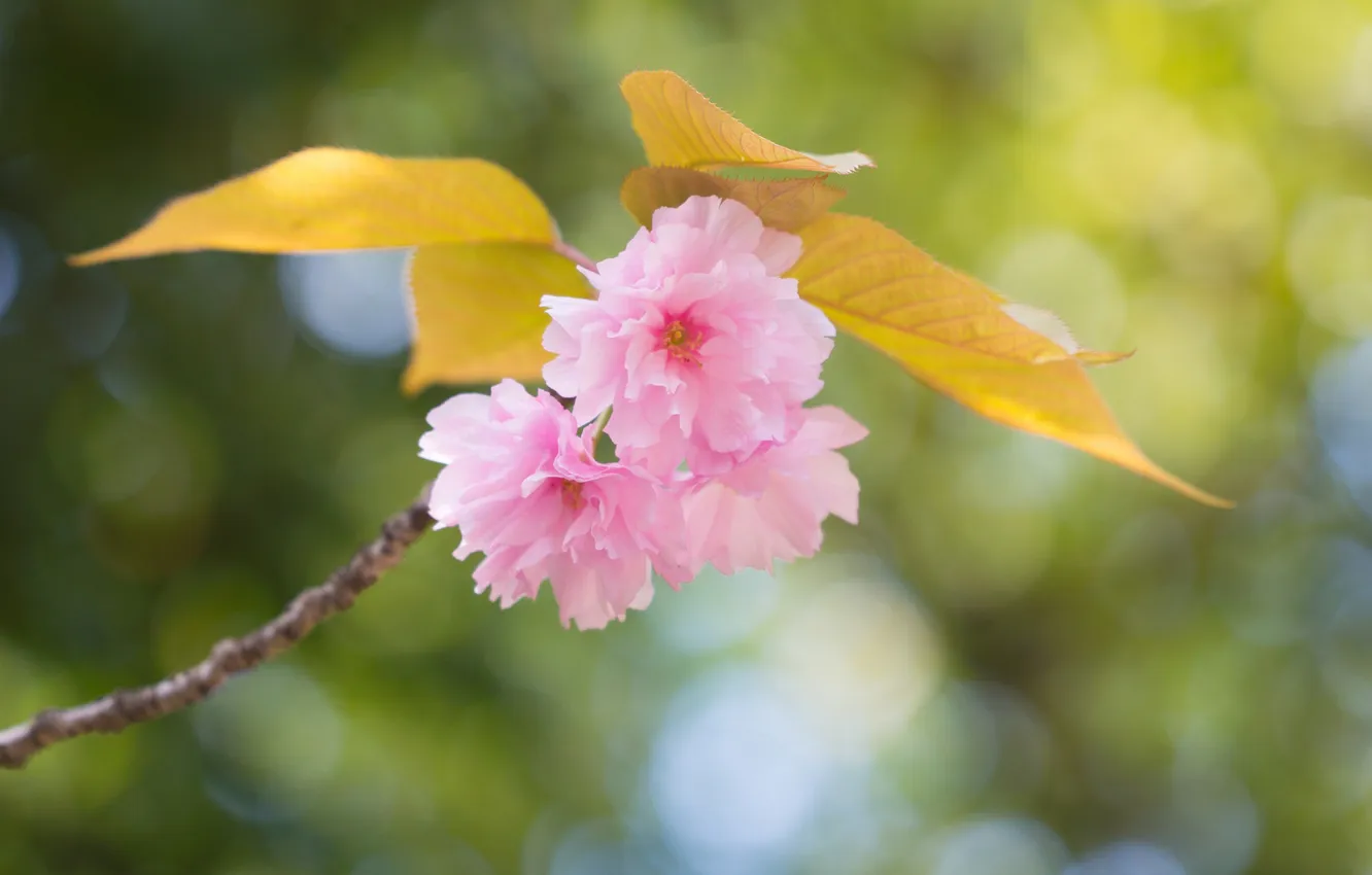Photo wallpaper leaves, flowers, branches, spring, pink, flowering