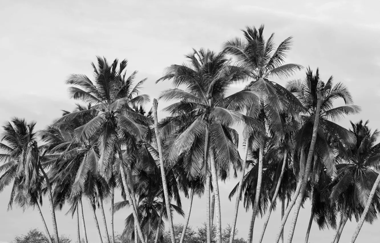 Photo wallpaper trees, palm trees, black and white