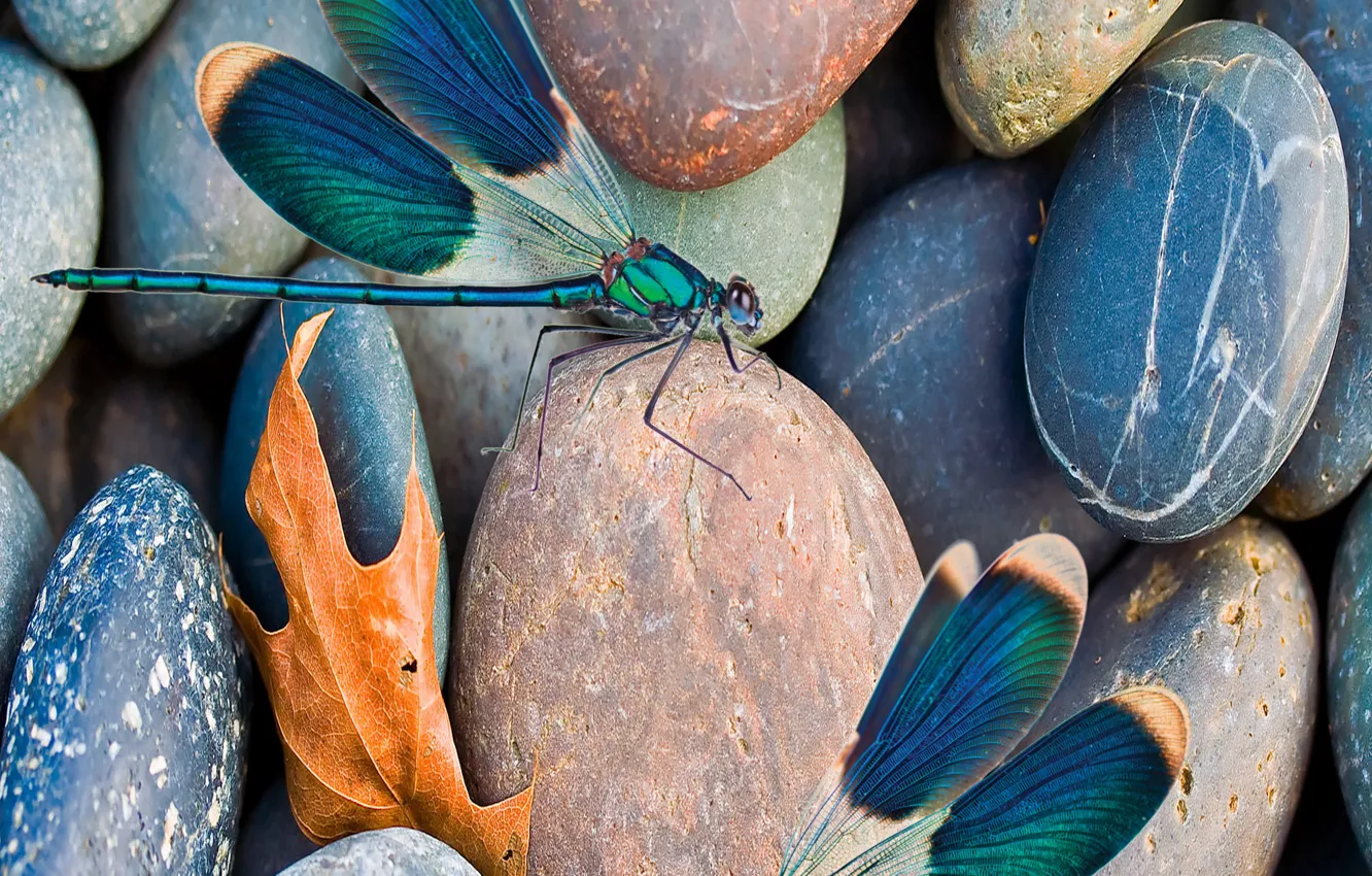 Photo wallpaper scene, insect, pebbles, dragonflies