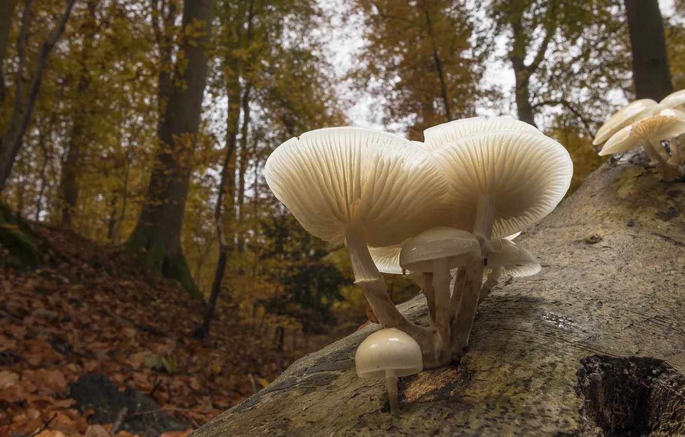 Photo wallpaper autumn, forest, mushrooms, family