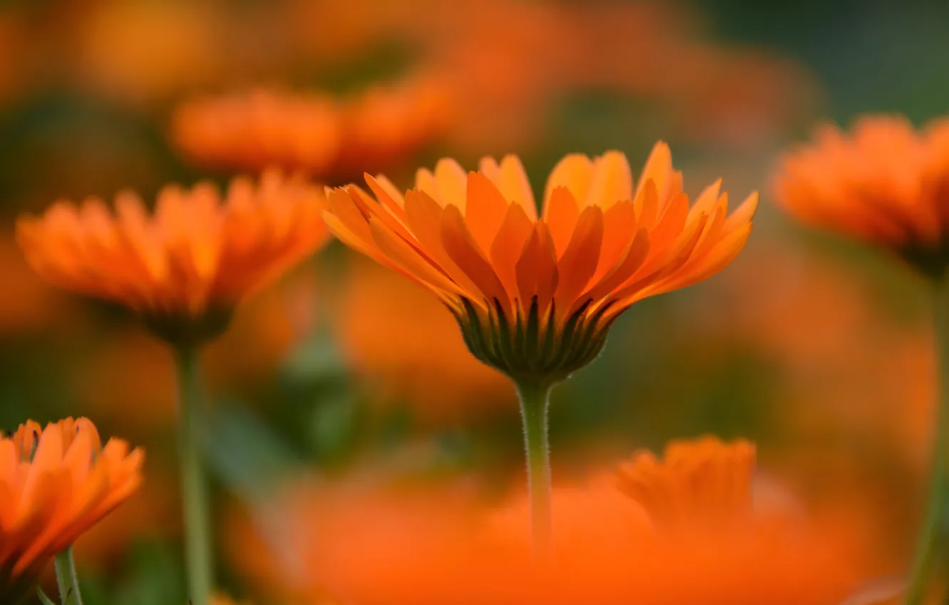 Photo wallpaper flowers, orange, marigolds, bokeh, calendula