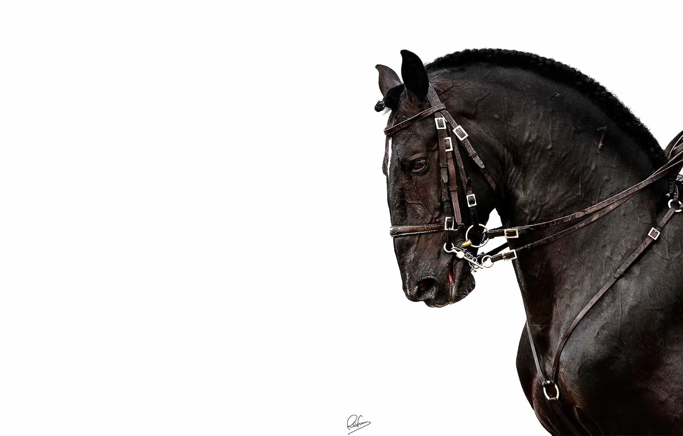 Photo wallpaper horse, horse, white background