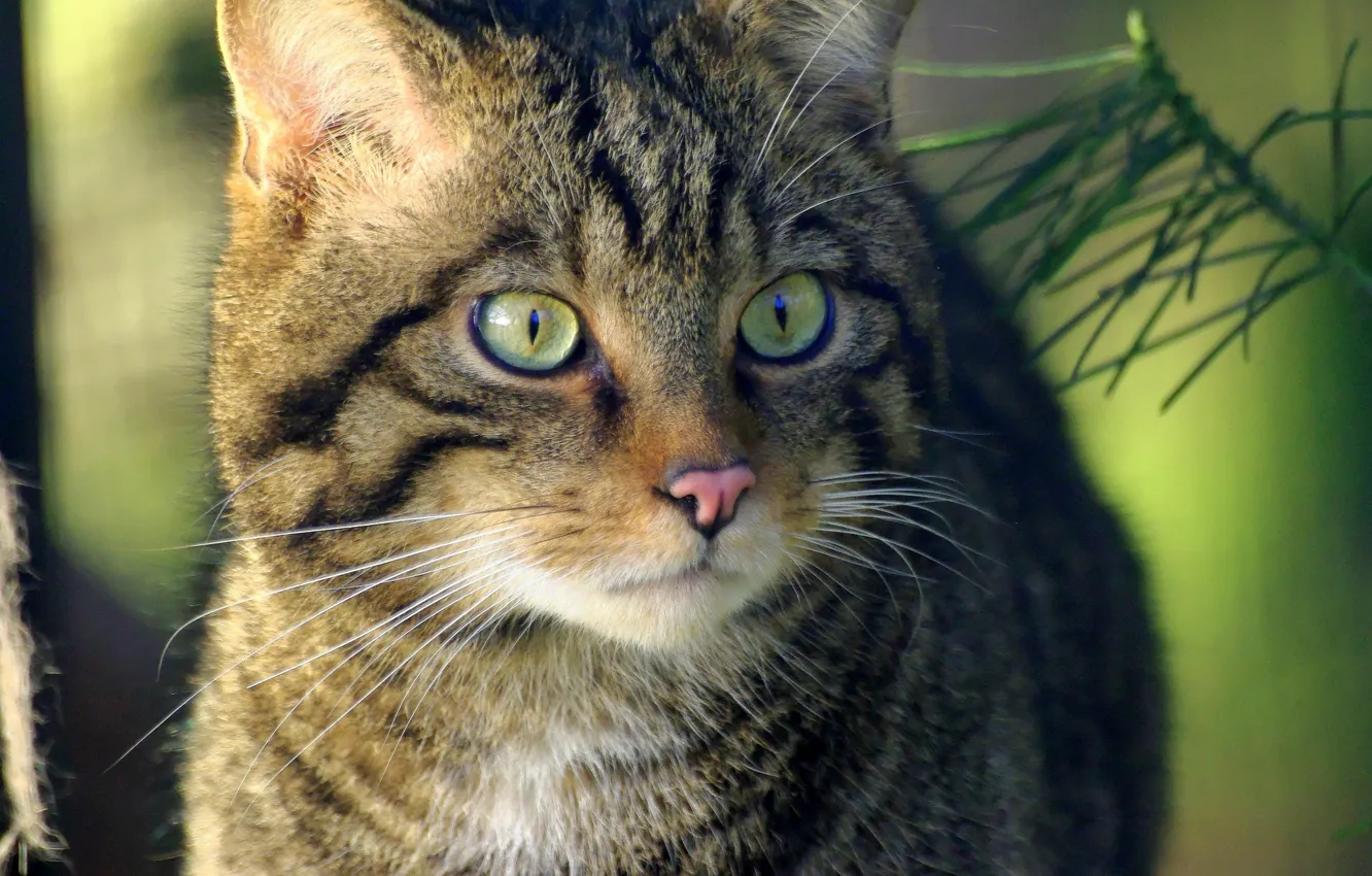 Photo wallpaper eyes, look, Koshak, Tomcat